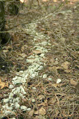 904.jpg - path of stones through the woods