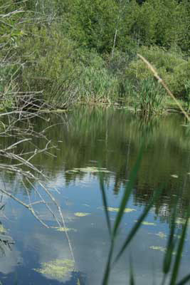 914.jpg - The beaver pond