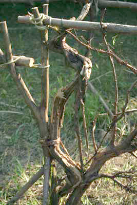 gnarled.jpg - Wood sculpture