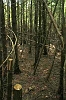cedars2